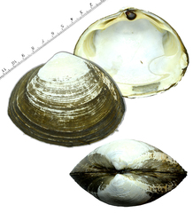 Sakhalin Surfclam