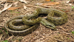 Japanese Ratsnake