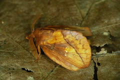 Drinker Moth