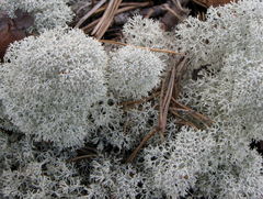 Star-tipped Reindeer Lichen