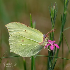 Common Brimstone