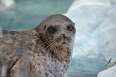 Ringed Seal