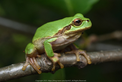 Japanese Tree Frog