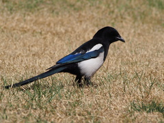 Oriental Magpie