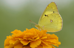 Colias poliographus