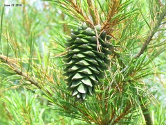 Korean pine