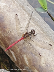Four-tipped Darter