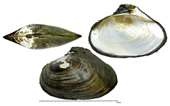 Cockscomb Mussel