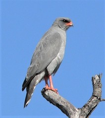 Dark Chanting-Goshawk