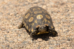 Bell’s Hingeback Tortoise