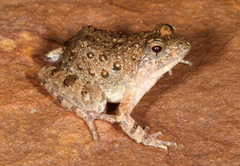 Natal Puddle Frog