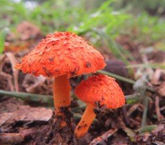 scaly tangerine mushroom