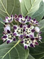 giant milkweed