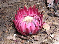Ground Pineapple
