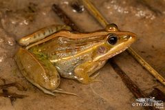 Nile Ridged Frog
