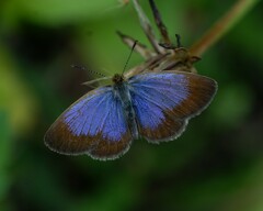 African Grass Blue