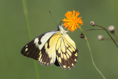 African Caper