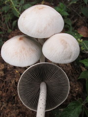 Panaeolus antillarum