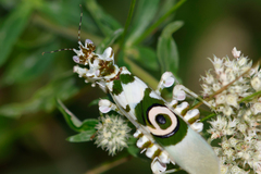 Common Spiny Flower Mantis