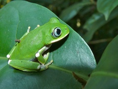 Kisenyi Forest Tree Frog