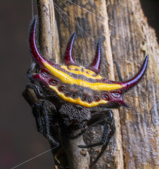 Gasteracantha curvispina