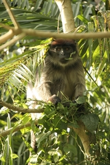 Ashy Red Colobus