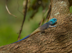 Uganda blue-headed tree agama