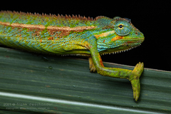 Montane side-striped chameleon