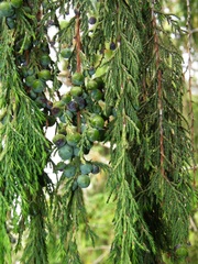African juniper