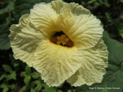 Momordica foetida