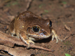 Bocage's Tree Frog