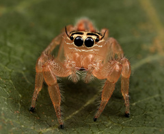 Thyene inflata