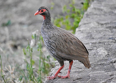 Red-necked Spurfowl