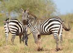 Plains Zebra