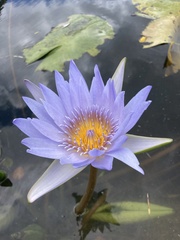 Day Waterlily