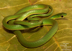 Slender Green Snake