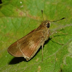 Long-horned Swift