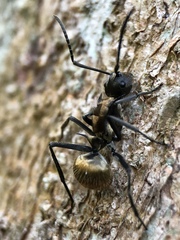 Warlike Spiny Sugar ant