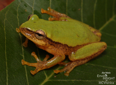 Kivu Reed Frog
