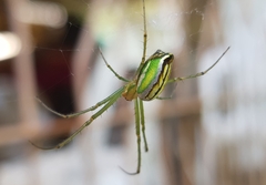 Greenbanded Vlei Spider