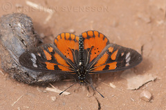 Falcate Amber