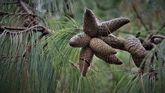 Jelecote pine