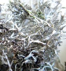 Elegant Fringe Lichen