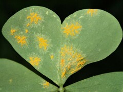 Oxalis rust