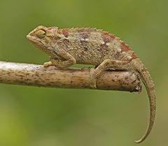 Coarse Chameleon