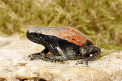 West African Rubber Frog