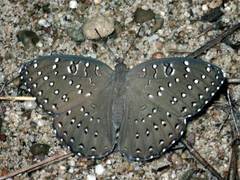 Guinea-fowl Butterfly