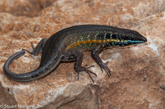 African Five-lined Skink