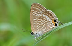Pea Blue