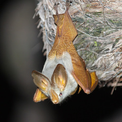 Yellow-winged Bat